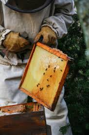Beekeeper Treating Hives